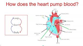 Science Lesson - Circulatory System - The Heart by Tutor Pooja