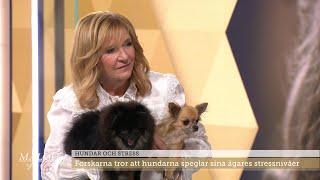 Forskaren: Så överför du din stress på din hund - Malou Efter tio (TV4)