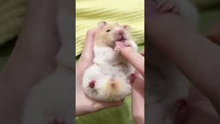 adorable cute hamster like a toy  超可愛倉鼠 ハムスター 萌え #ハムスター #hamsters  #倉鼠  #shorts #pets  #animals