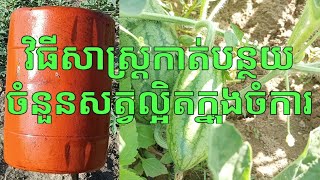 ដំណាំឪឡឹក_វិធីសាស្រ្តកាត់បន្ថយចំនួនសត្វល្អិតក្នុងចំការឪឡឹក