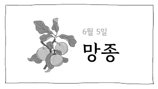 새콤달콤 매실 수확하기 좋은 시기!🥃 | 6월 5일 망종 | 도시농부의 망종나기 | 매실액 만드는 법