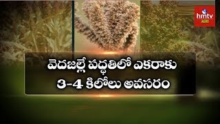 How To Cultivate Ragi Crop? | Nela Thalli | hmtv