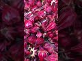 for making roselle flower tea