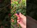 Homegrown Berry Harvest #gardenharvest #berries