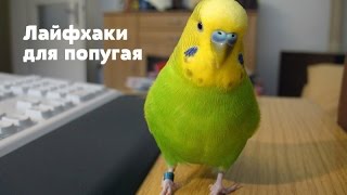 Лайфхаки для попугая