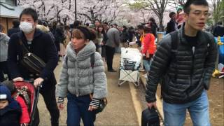 2016, Hanami (flower viewing) Party, YouTube Hanami Party at Yoyogi Park, Tokyo.