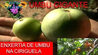 (Umbu Gigante) Como exertar Na Seriguela #CultivodePlantas