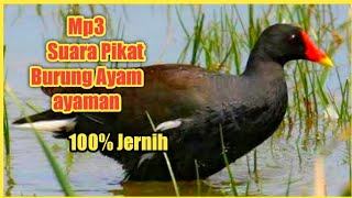 Download Lagu Suara Pikat burung Ayam Ayaman 100 Ampuh Dengan Su... MP3 Gratis