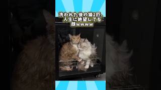 ネコさんの動画見てほっこりしたらおやすみなさいwwwwwww