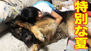 特別な夏が終わり・シェパード犬マックと特別な秋を迎えます【VLOG】