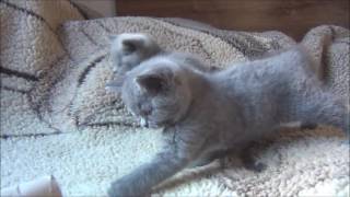 British shorthare kitties for sale 8. 8. 2016