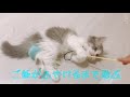 生後2ヶ月の子猫のご飯ってどんなの？