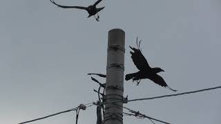 Ｅ0065　正面電柱に敵のハシボソガラス２羽　Two enemy carrion crows on the front utility pole