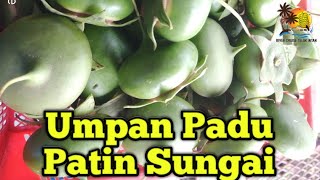 Umpan Terbaik Ikan Patin Sungai