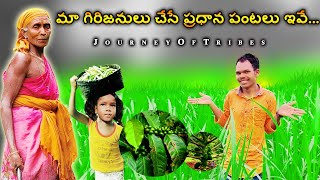 మా గిరిజనులు పండించే ప్రధాన పంటలు ఇవే | These are the main crops grown by our tribals | Alluri Dist