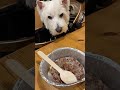 pet friendly burger restaurant kawaguchiko ペットok 河口湖