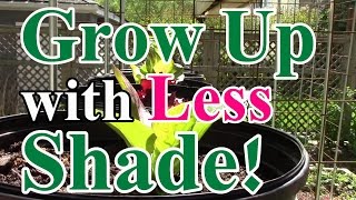 6 EZ Tips to Minimize Shade when Growing Vertically in a Small Garden