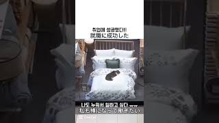 취업에 성공했다 #고양이 #cats #猫