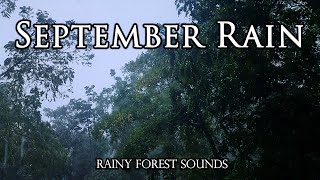 September Rain | Rainy Day Forest Sounds ASMR | Cozy Ambience Autumn Hurricanes \u0026 Storms Atmosphere