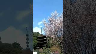 瑠璃光寺　2023桜