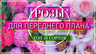 ТОП 10 РОЗ ДЛЯ ПЕРЕДНЕГО ПЛАНА ЦВЕТНИКА / ЛУЧШИЕ  ОБИЛЬНОЦВЕТУЩИЕ СОРТА  / ЧАСТЬ 2