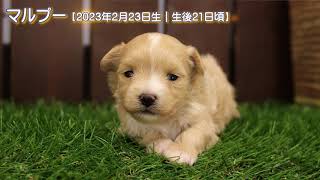 滋賀県｜ミックス子犬（マルプー）｜2023.2.23生（21日目）①｜クリーム｜男の子｜ペットショップHUG