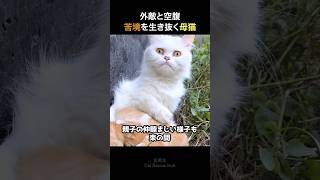 外敵と空腹の苦悩を生き抜く母猫