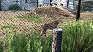 チーター　千葉市動物公園にて　2021年11月23日