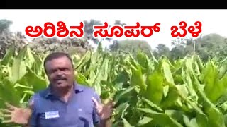 Turmeric Crop Super Result || ಅರಿಶಿನ ಬೆಳೆಗೆ ಉತ್ತಮ ಸಾವಯವ ಗೊಬ್ಬರ #dreamindia #organicforming #addshop