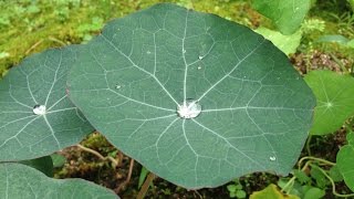 ハーブガーデン紹介７月ナスタチウム-Nasturtium-～自然のハーバルライフ～-HERB-Japanese Herb Garden Gardening