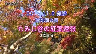 2016.11.6撮影  偕楽園公園「もみじ谷」の紅葉速報  4K