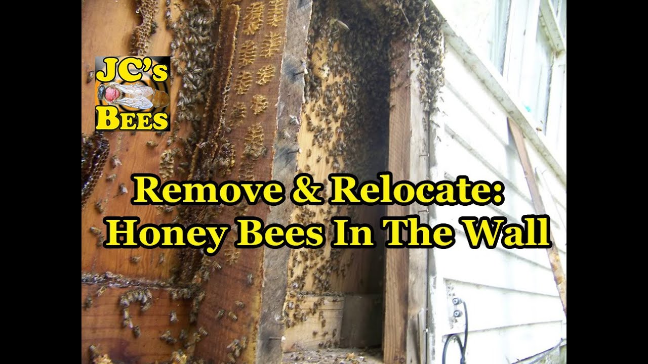 Remove & Relocate: Honey Bees In The Wall - YouTube