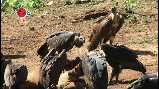 Conservation of Vulture (Nature and Life Episode)