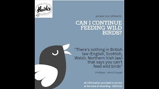 Can I continue feeding wild birds?