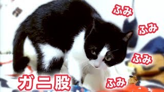 ママ爆笑！猫が布団の上をふみふみ…しかもガニ股歩き？でも、かわいい〜年越しライブ名場面ハッチ編　- Funny Cat Hatch Live Clip《2匹の猫通信/Cats Life TV》