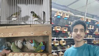 How to delivered your birds to out of city . Alhamdulillah gouldian finches going to new home.