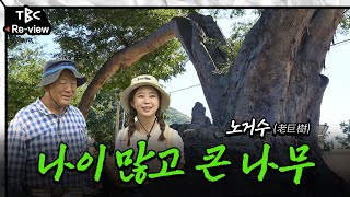 천년의 기억, 노거수를 찾아서 [TBC특집다큐 '노거수']