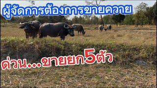 เปิดราคาขายควาย5ตัวร้องผ่าน100000บ.0833403595