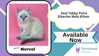 Norvel Seal Tabby Point Siberian Male Kitten Available Now | Purebred Kitties