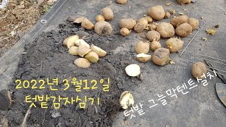 감자심기/감자심는도구/텃밭텐트설치/고구마 두둑만들기