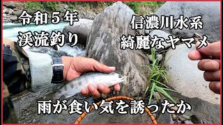 令和５年  渓流釣り 良型連発  信濃川水系 綺麗なヤマメ  雨が食い気を誘ったか