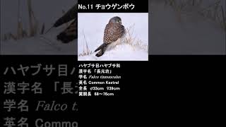 北海道の野鳥図鑑 No.11 チョウゲンボウ