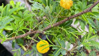 Sweet Acacia Finally Bloomed! And a quick look at a Rabbit's foot Acacia Vachellia farnesiana