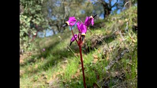 Primula clevelandii (Cleveland’s shooting star) and Primula hendersonii (mosquito bills)