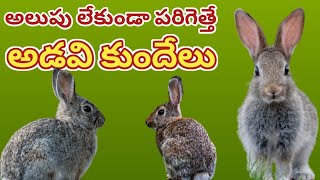 అడవి కుందేలు ఆశ్చర్యపోయే నిజాలు | Surprising facts about the wild rabbit