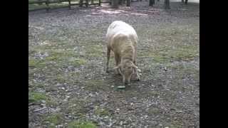 Sheep's Lunch Time　大泉緑地の羊