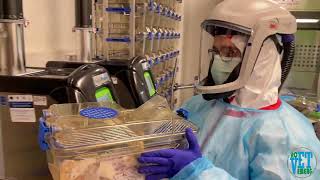 Mice IVC cage transfer ABSL 3 (ROVETEMERG IASI)