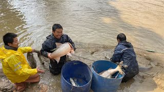 快过年干鱼塘了，一网下去几条大货一条快30斤，抓的真过瘾