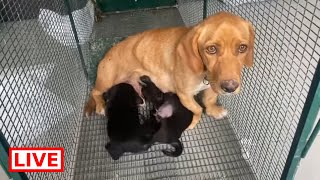 The mother is safe now together with her puppies - Takis Shelter