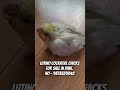 hand feeding chicks for sale in pune. cockatiel birds tamed shorts trending sale pune parrot